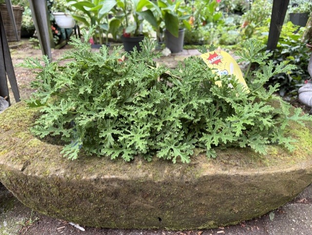 Sfeerfoto van Tuincentrum Hofwijck