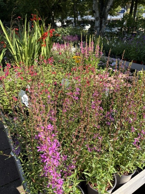 Sfeerfoto van Tuincentrum Hofwijck