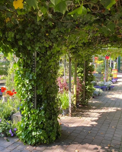 Sfeerfoto van Tuincentrum Hofwijck