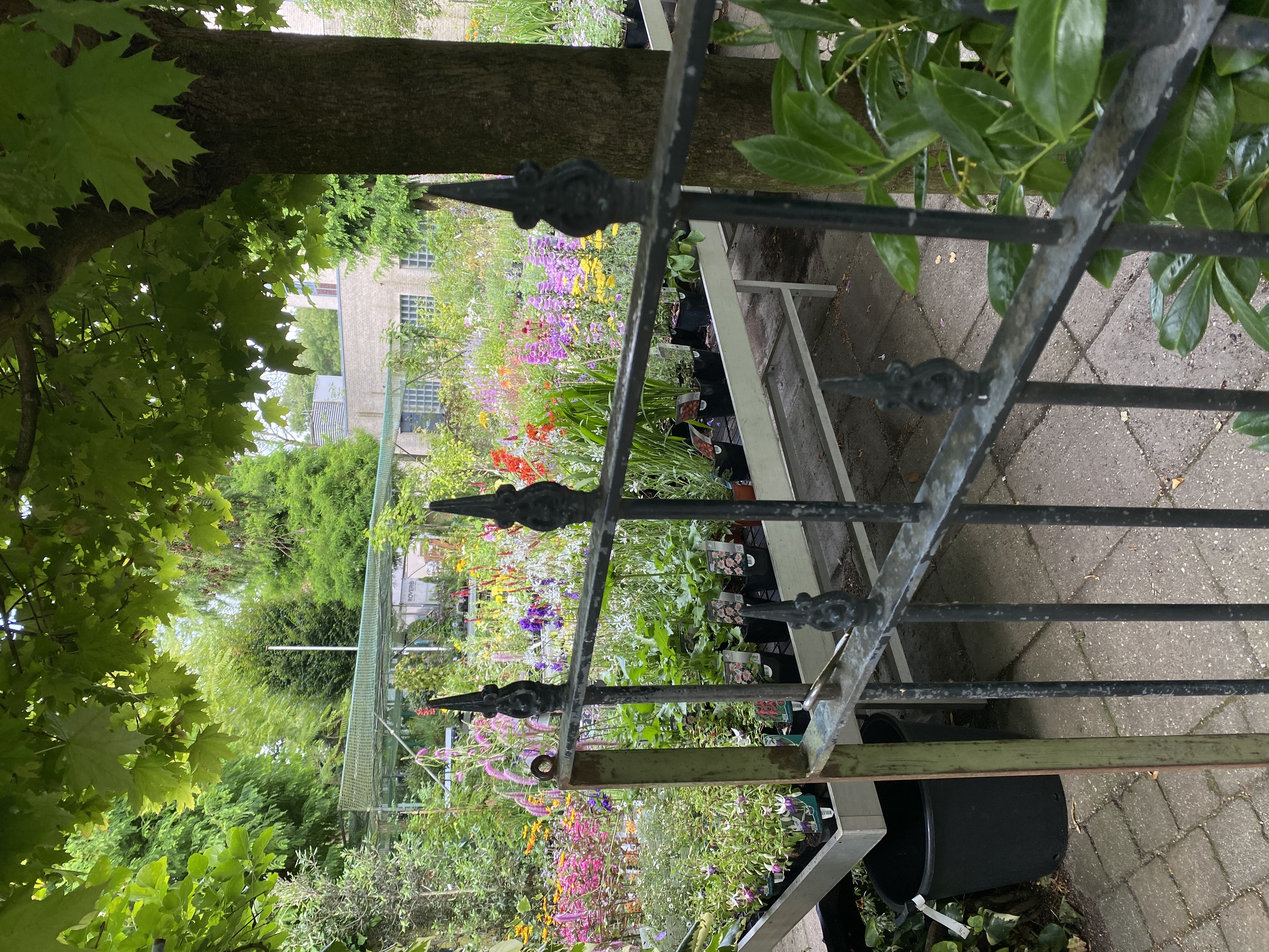 Bloeiende perkplanten